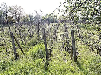 Купить ID2212 Дом с участком земли в селе Горица в Болгарии